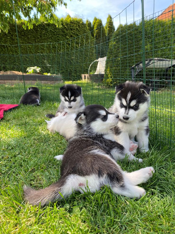 sibiřský husky - vrh